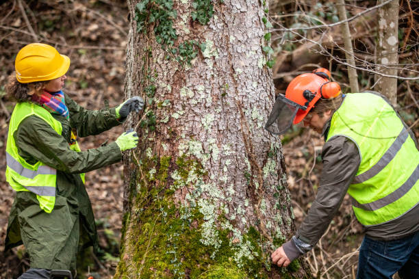 How Our Tree Care Process Works  in  Chesapeake Beach, MD