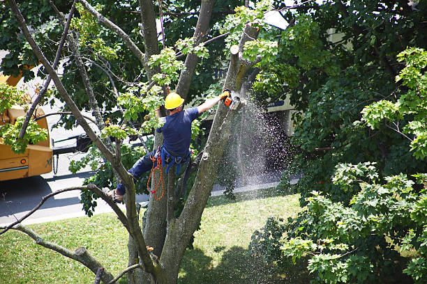 Best Root Management and Removal  in Chesapeake Beach, MD